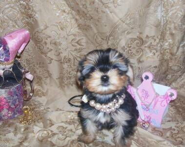 Morkie puppies for sale