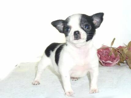 apple face chihuahua for sale