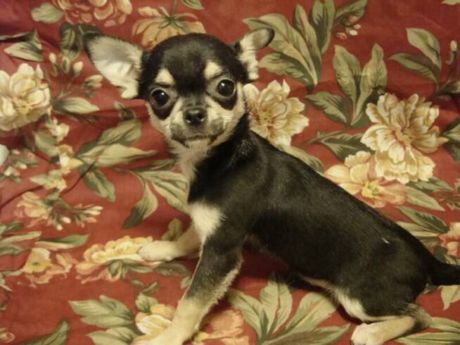 show chihuahua