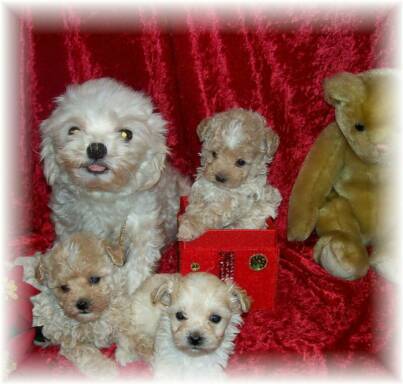 maltepoo puppies