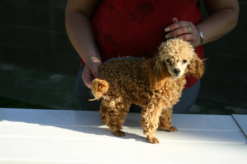 poodle