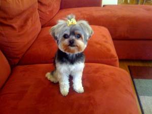  morkie 