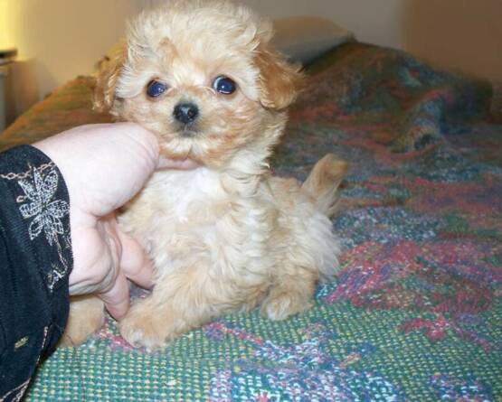 maltepoo and maltipoo puppies