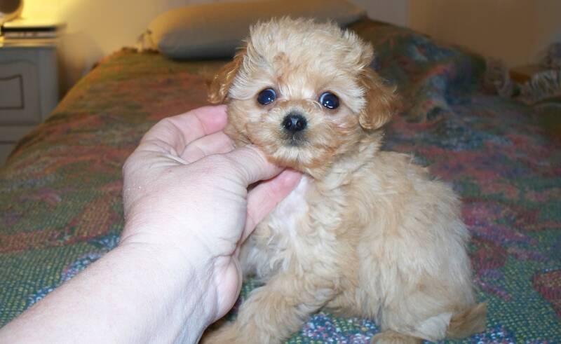 maltipoo puppies for you!