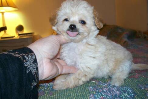 maltipoo puppies