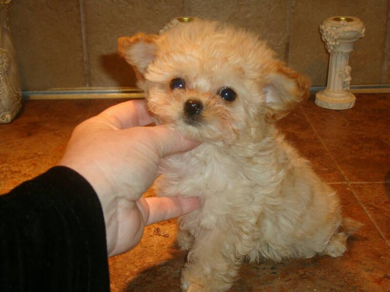 teacup maltepoo puppies for sale