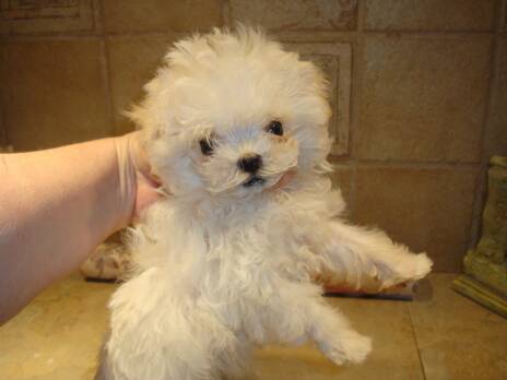 teacup maltepoo male www.teacupandtoypuppies.net