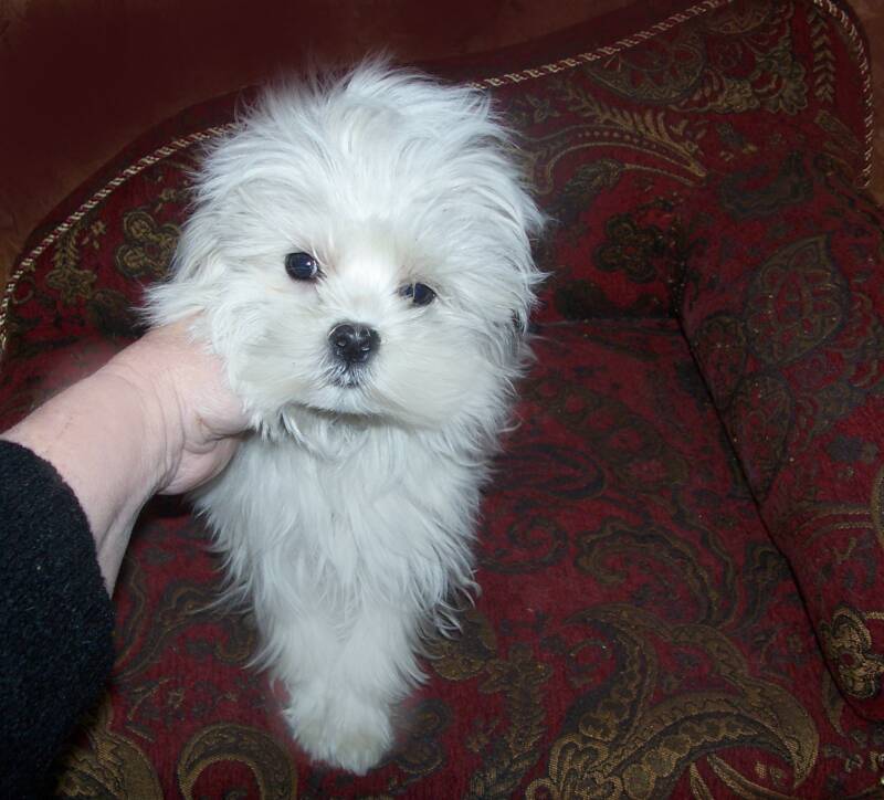 maltese