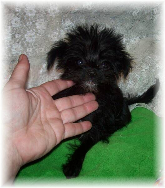 teacup Morkie puppy