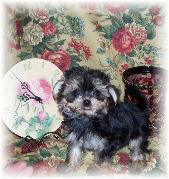 teacup maltese puppies for free. Teacup Maltese Puppies For