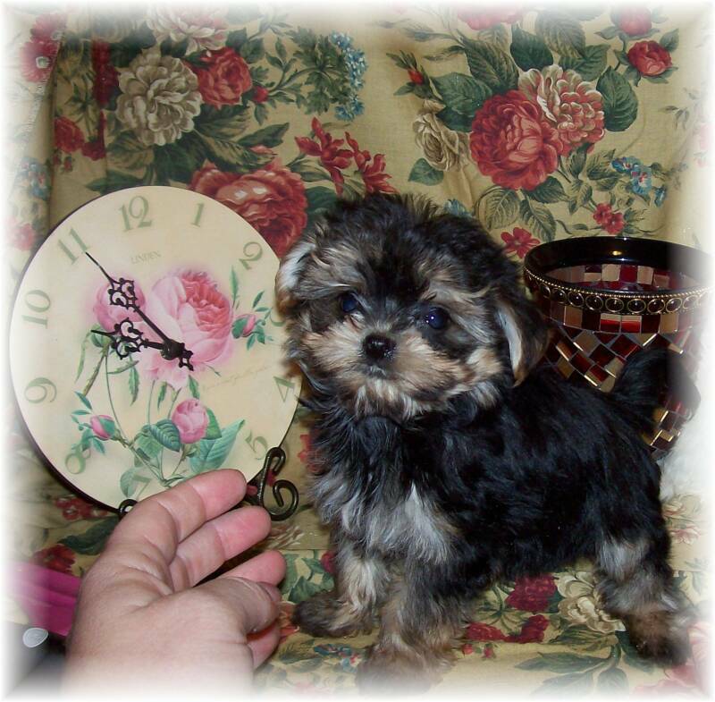 Teacup Yorkie