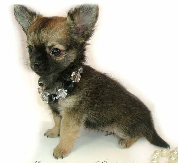 longhair Chihuahuas of champion bloodlines