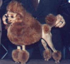 red toy poodle