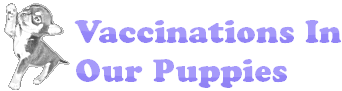 Parvo virus vaccines used in dogs, puppies