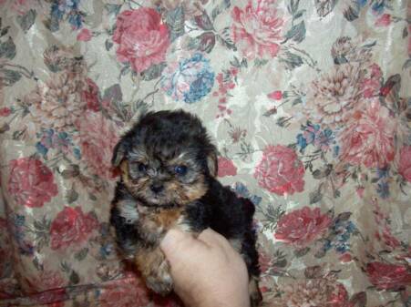 teacup yorkshire terriers