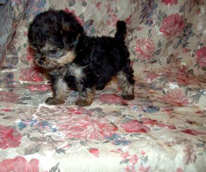 teacup Yokie puppies for sale