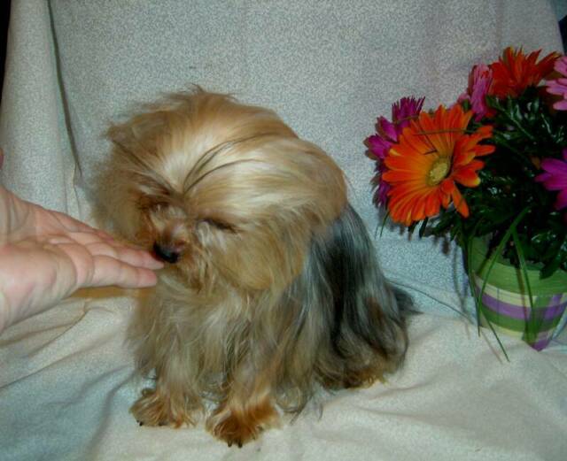 yorkie rescue sacramento sacramento pomeranian chihuahua mix breeds picture yorkie rescue sacramento sacramento pomeranian chihuahua mix breeds picture