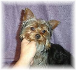 yorkshire terrier puppies