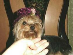 yorkie information, photo