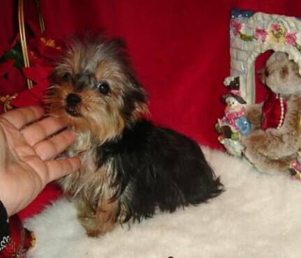yorkshire terrier breeders