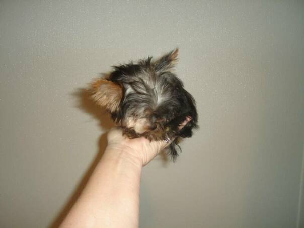 micro pocket Yorkshire twrrier puppy