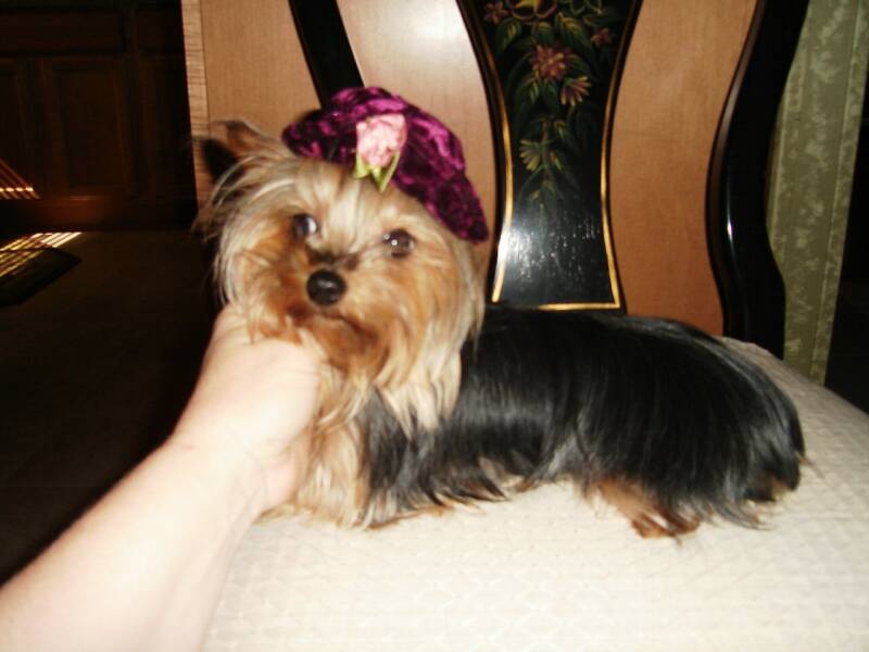 Yorkshire terrier