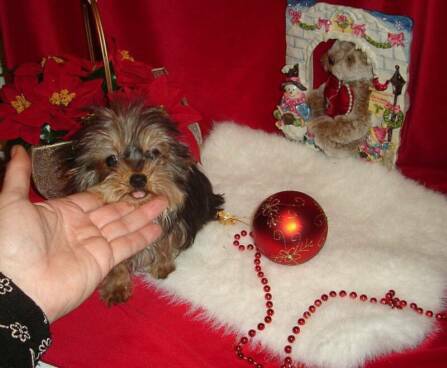micro teacup yorkshire terrier puppies