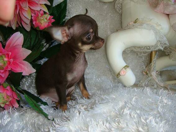 tiny toy chihuahuas for sale
