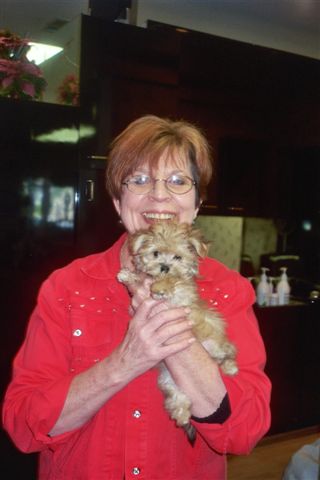 Morkie puppies for sale
