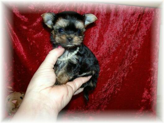 teacup Yorkie puppy for sale
